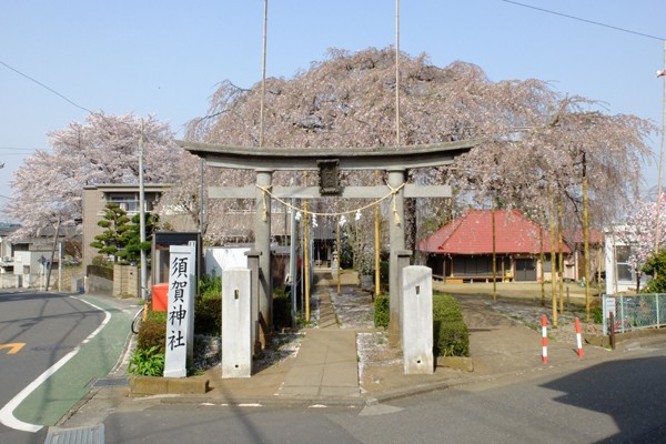 3/29 川崎 須賀神社 シダレザクラ 開花状況：落花盛ん : 花ぽたカメラ