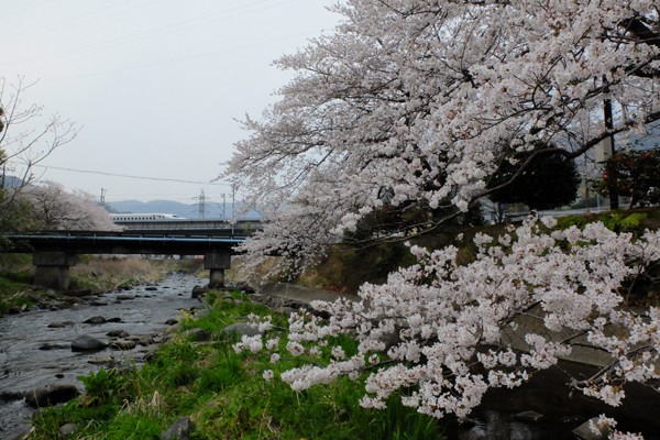 3 27 湯河原 千歳川の桜 開花状況 見頃 花ぽたカメラ