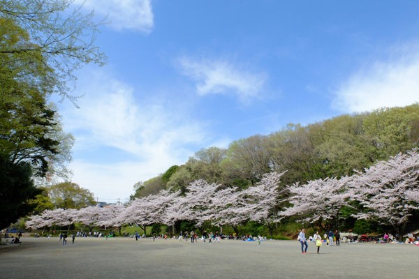 4 6 町田 芹ヶ谷公園 桜 開花状況 満開 花ぽたカメラ