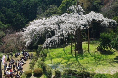 3 30 小田原 長興山 しだれ桜 開花状況 満開 花ぽたカメラ