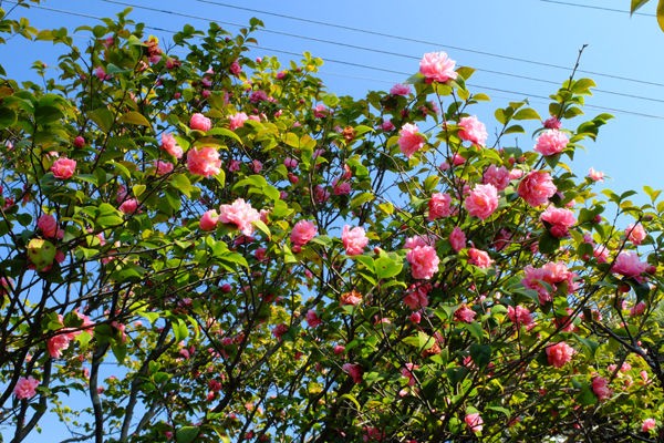 2 27 茅ヶ崎 氷室椿庭園 椿 開花状況 咲き始め 花ぽたカメラ