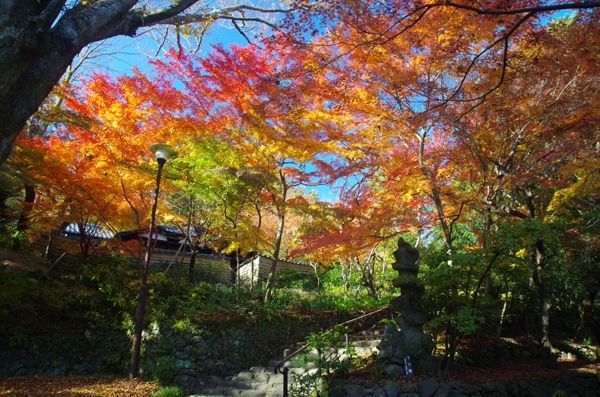 12 3 小田原 松永記念館 紅葉状況 見ごろ 花ぽたカメラ