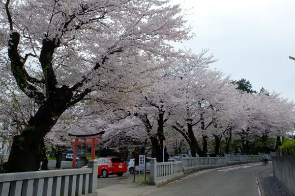 4 6 町田 菅原神社 桜 開花状況 散り始め 花ぽたカメラ