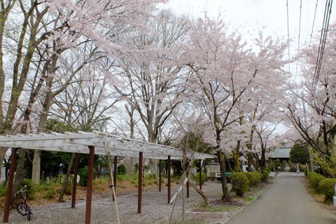 4 2 海老名 清水寺公園 桜 開花状況 満開 散り始め 花ぽたカメラ