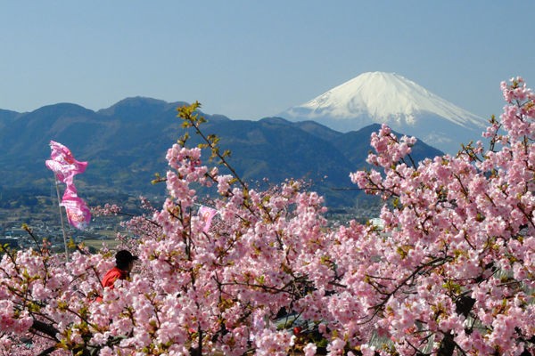 2 19 松田 まつだ桜まつり 早咲きの桜 開花状況 見頃 花ぽたカメラ