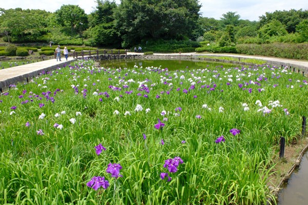 6 相模原 相模原公園 ハナショウブ 開花状況 花数が減っている 花ぽたカメラ