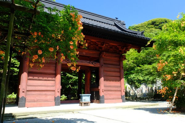 7 7 鎌倉 妙本寺 ノウゼンカズラ 開花状況 見ごろ 花ぽたカメラ