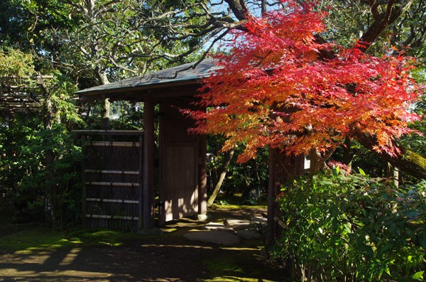 12 3 小田原 松永記念館 紅葉状況 見ごろ 花ぽたカメラ