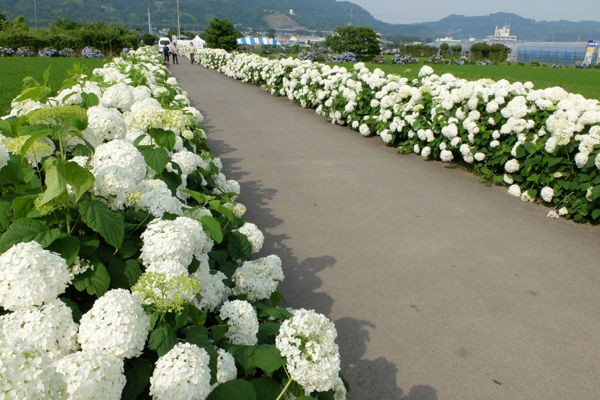 6 15 開成 開成町あじさいの里 アジサイ 開花状況 見ごろ 見ごろ過ぎ 花ぽたカメラ