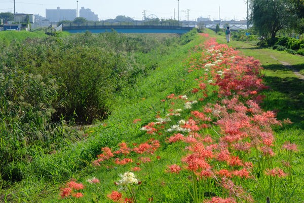 9 27 茅ヶ崎 小出川 萩園地区 彼岸花 開花状況 見ごろ 花ぽたカメラ