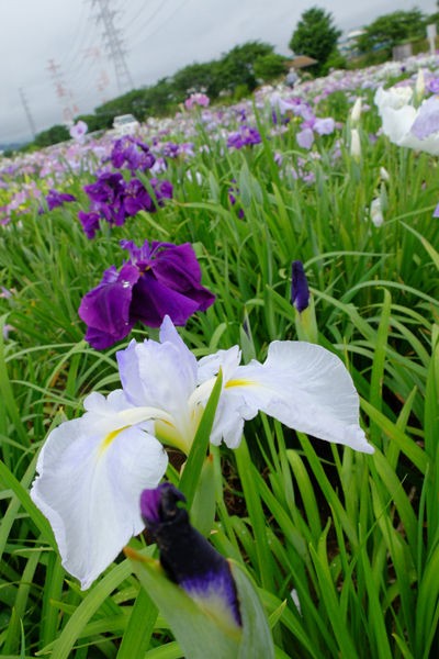 6 9 伊勢原 あやめの里 ハナショウブ 開花状況 見ごろ 花ぽたカメラ