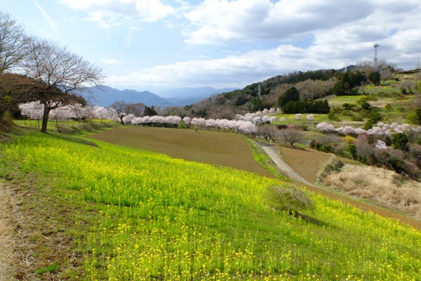 3 18 大井 篠窪 春めき桜 開花状況 満開 散り始め 花ぽたカメラ