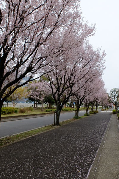 3 30 座間 東原桜並木 桜 開花状況 1分 2分咲き 花ぽたカメラ