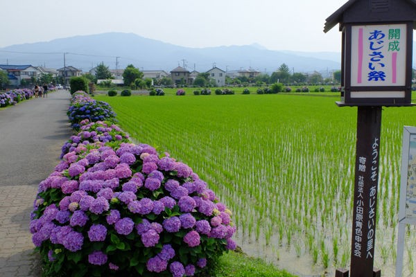 6 15 開成 開成町あじさいの里 アジサイ 開花状況 見ごろ 見ごろ過ぎ 花ぽたカメラ