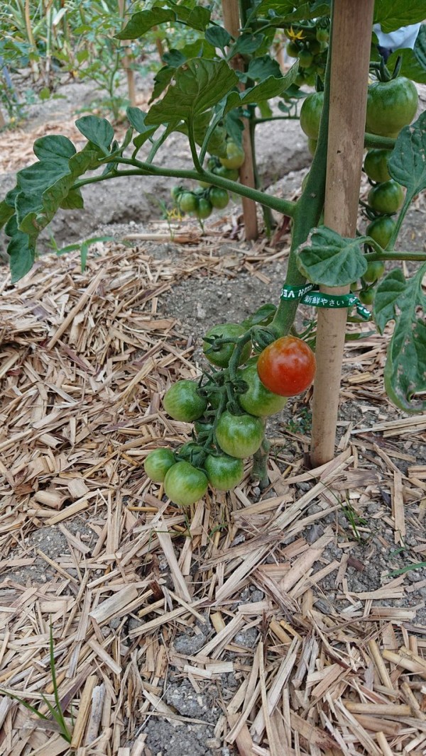 ミニトマトは 雨 が 苦手なので 減農薬野菜 果物 お花 こだわりのうつわのお店 花うつわ大地 花咲農園