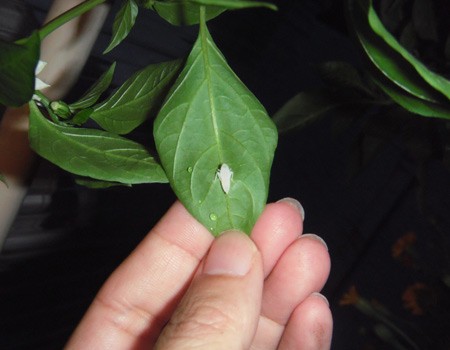 謎の虫発見 D 花咲種子のブログ