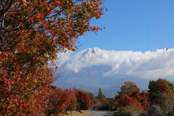 11 6 田貫湖一周 花散歩