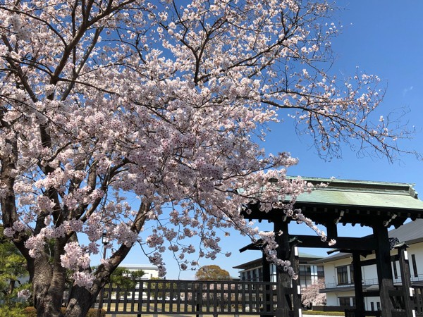 4 6 大石寺の桜 花散歩