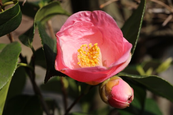 3 29 椿やシラユキゲシやシジミバナ 花散歩