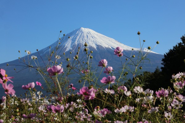 10 27 コスモスと富士山 花散歩