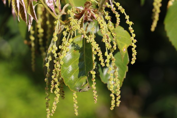 4 19 野の花散歩 花散歩