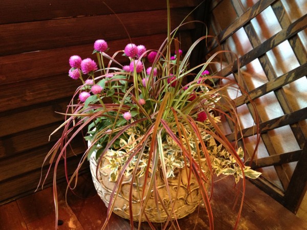 夏の寄せ植えを ちょっとばかし チップ マリーへ ようこそ