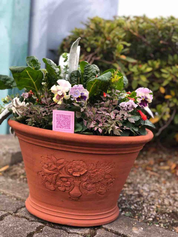 ローブ ドゥ アントワネットを使って寄せ植え。 : チップ ローブ ドゥ アントワネットを使って寄せ植え。 : チップ
