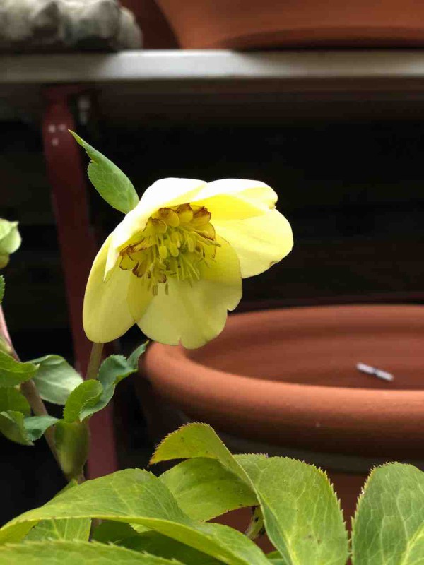 ゴールドとネオンのクリスマスローズ チップ マリーへ ようこそ