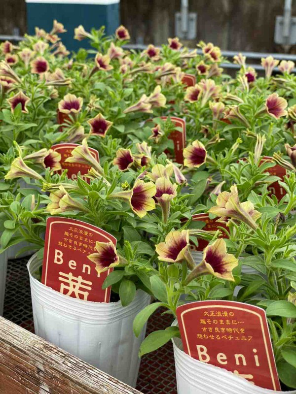 半八重咲きのシュウメイギクを 上手く撮れない ペチュニアbeni茜販売 チップ マリーへ ようこそ