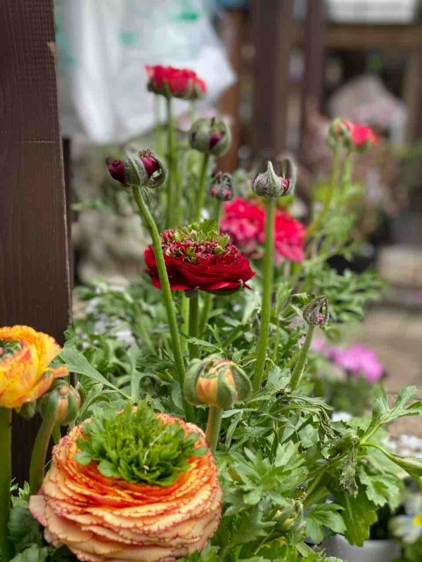 個性的なお花は寄せ植えに絶対オススメ 明日まで寄せ植えがお買い得 チップ マリーへ ようこそ