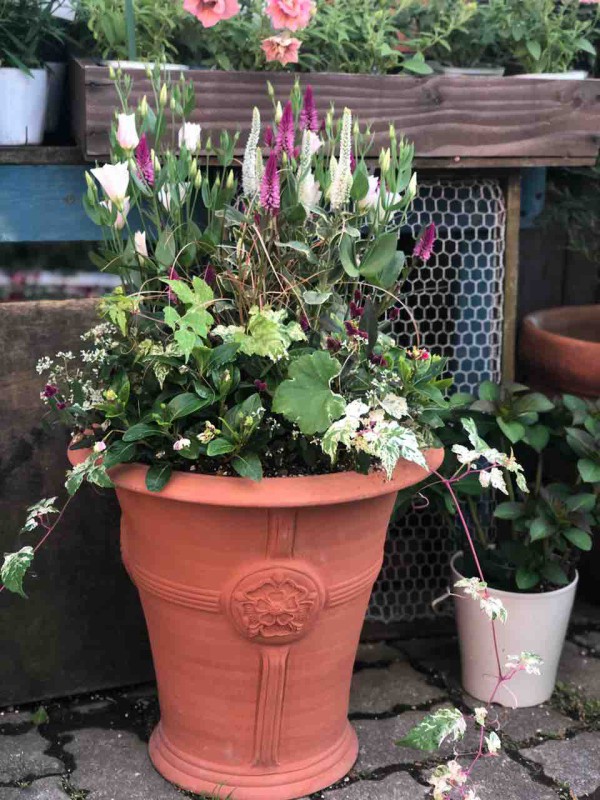 夏の寄せ植えx秋の寄せ植え チップ マリーへ ようこそ