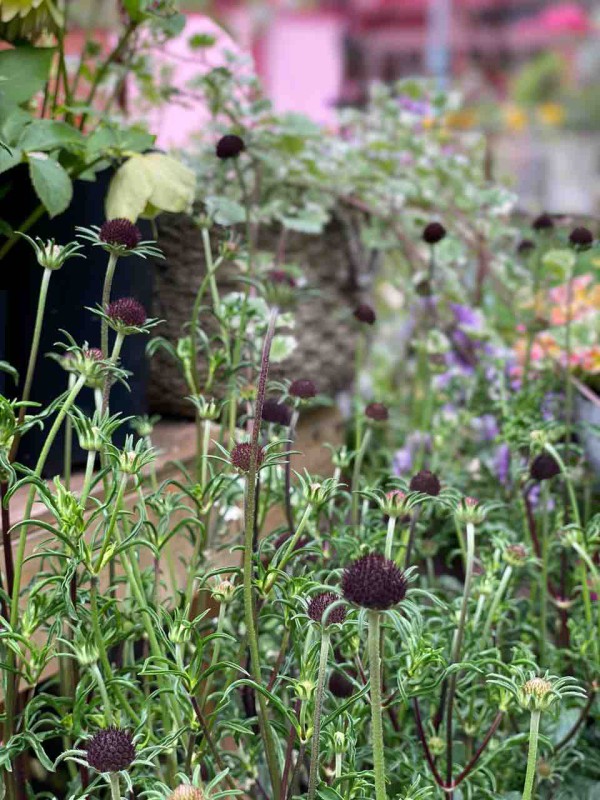 ああ うまく投稿出来てなかった ブルーアマリリス販売 チップ マリーへ ようこそ