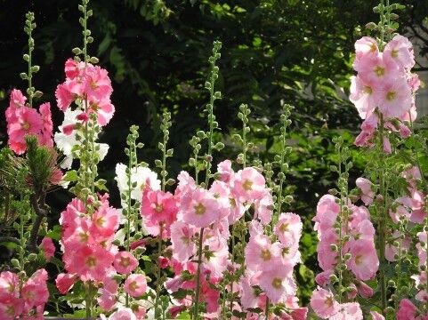 逆転大ホームラン 朝月希和さんが次期雪組娘役トップに すみれの国の秘密箱