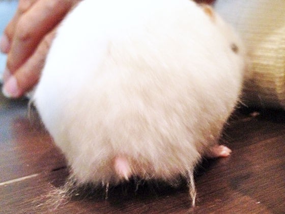 ゆきの尻毛 ハリネズミとネズミのいる家