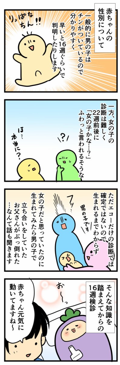 妊娠レポ 赤ちゃんの性別判明 はね屋の日記