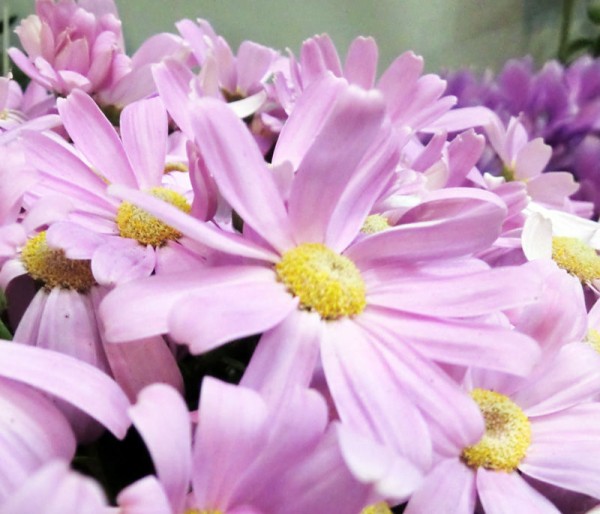 サイネリア ピンク色のお花