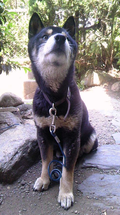 老犬 病気の犬を迎えること ヨモギダイフク