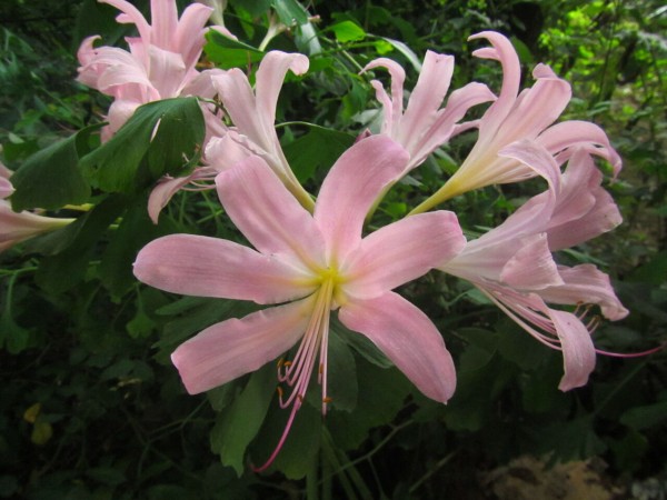 猛暑の中 コスモスとナツズイセン咲くお盆 葉っぱ塾 ブナの森から吹く風