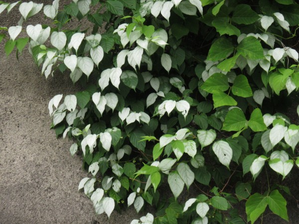 夏に白かったマタタビの葉 秋は 葉っぱ塾 ブナの森から吹く風