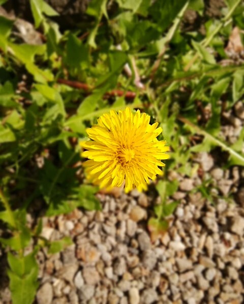 変わった花言葉を持つ草花たち タンポポ 綿毛を飛ばした思い出 四つ葉のくまさんの癒しのお花 時々お料理日記