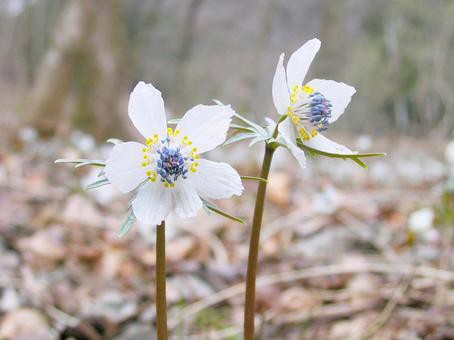 変わった花言葉を持つ草花たち セツブンソウ 人里離れた山林のお話 四つ葉のくまさんの癒しのお花 時々お料理日記