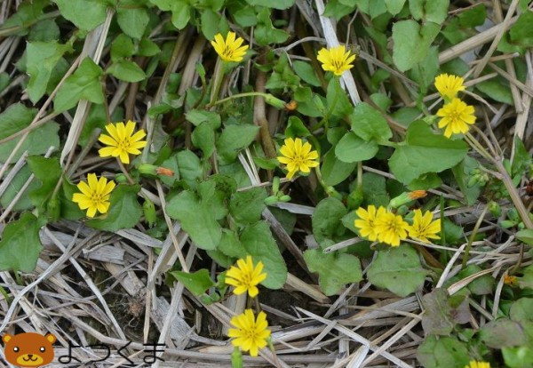 お正月スペシャル 春の七草とその由来や効能 四つ葉のくまさんの癒しのお花 時々お料理日記