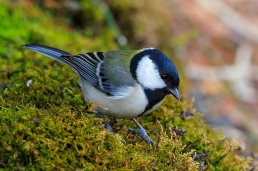この鳴き声知ってる 愛鳥週間 身近な野鳥シジュウカラ 四つ葉のくまさんの癒しのお花 時々お料理日記 この鳴き声知ってる 愛鳥週間 身近な野鳥シジュウカラ 四つ葉のくまさんの癒しのお花 時々お料理日記