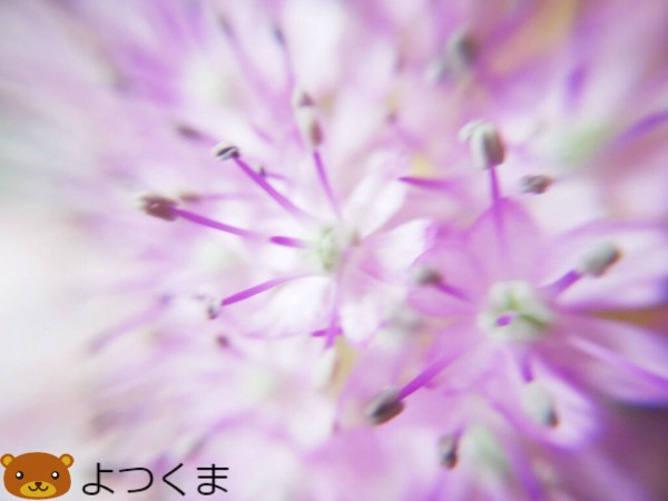 マクロレンズが魅せる植物の世界31 アリウムギガンチューム 四つ葉のくまさんの癒しのお花 時々お料理日記