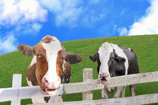 同じ読み方で別の意味の漢字 正しく使い分けられますか 対称 と 対照 四つ葉のくまさんの癒しのお花 時々お料理日記