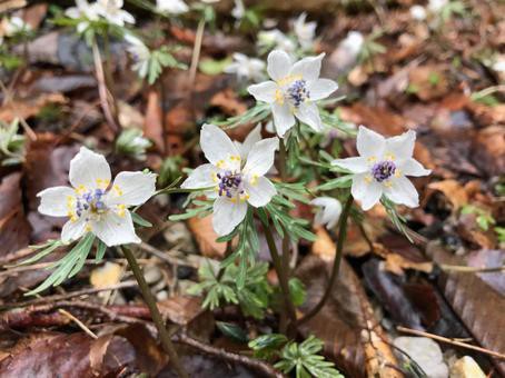 変わった花言葉を持つ草花たち セツブンソウ 人里離れた山林のお話 四つ葉のくまさんの癒しのお花 時々お料理日記