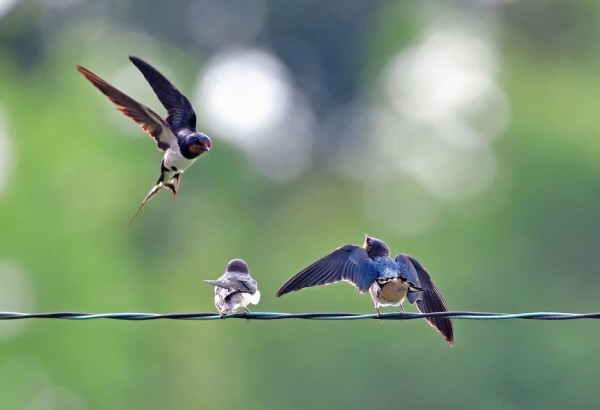 【ギフト】 身近な野鳥「ツバメ」 初夏を告げ人と共存する「幸運のシンボル その他