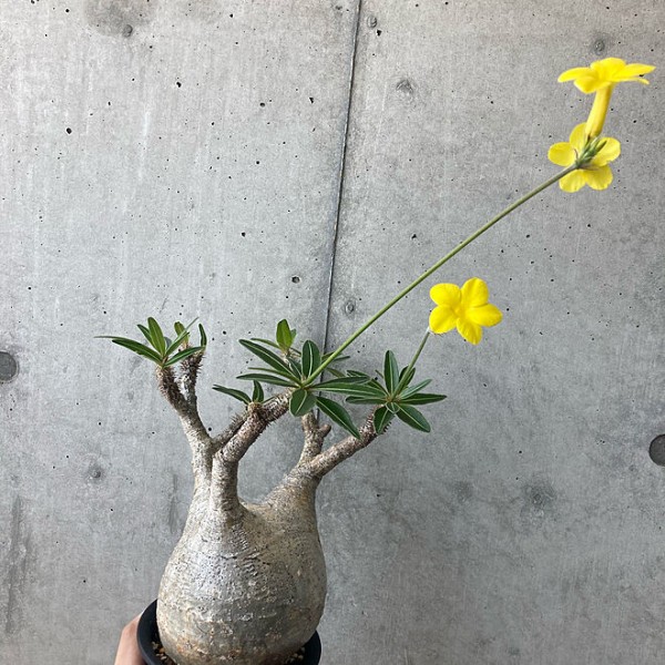 グラギリス コーデックス 多肉植物 - 春夏秋冬 花 mikio