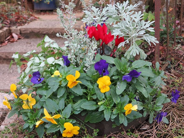 ガーデンの名脇役「シルバーリーフ」銀色に輝く「産毛」の秘密 : 四つ