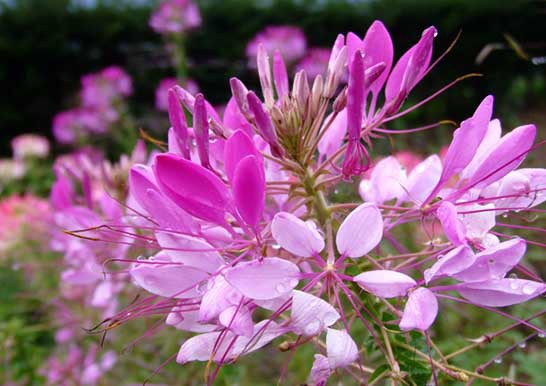 変わった花言葉を持つ草花たち クレオメ 想像よりも悪くない 四つ葉のくまさんの癒しのお花 時々お料理日記